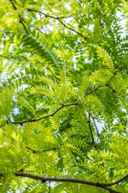 Valse christusdoorn Gleditsia triacanthos 'Sunburst' struik Gleditsia triacanthos 'Sunburst' struik