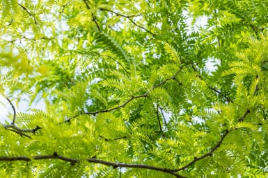 Valse christusdoorn Gleditsia triacanthos 'Sunburst' struik Gleditsia triacanthos 'Sunburst' struik