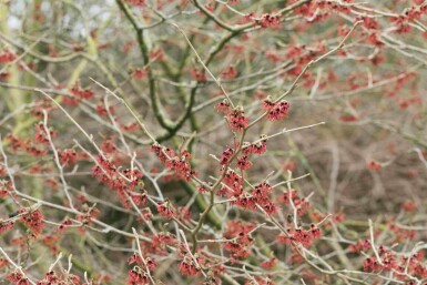 Hamamelis mollis