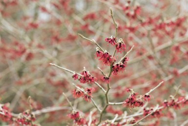 Hamamelis mollis
