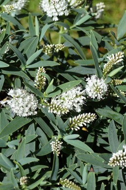 Hebe 'Blue Star'