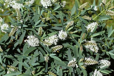 Hebe 'Blue Star'