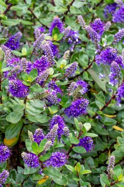 Hebe franciscana