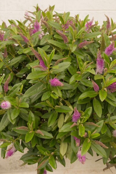 Hebe Hebe 'Great Orme' struik Hebe 'Great Orme' struik