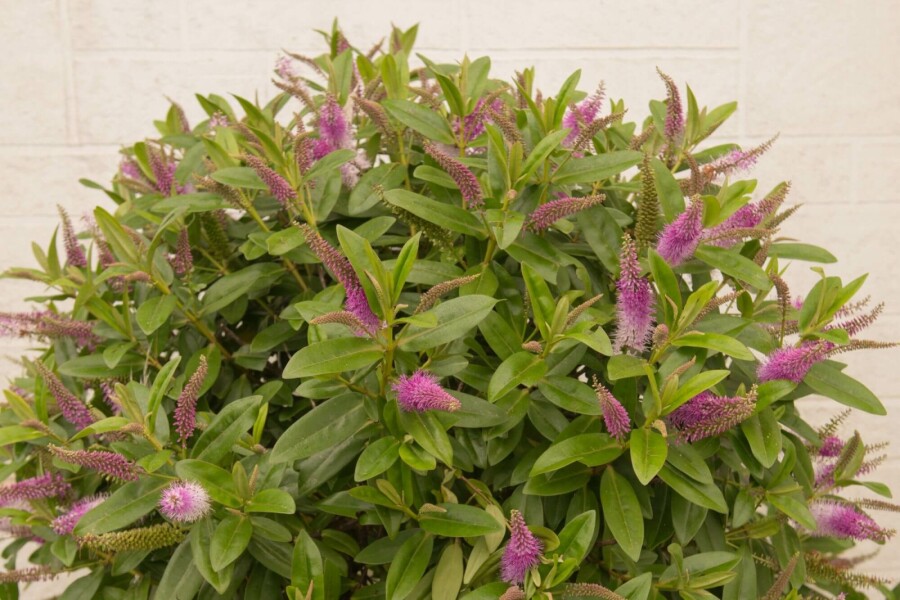 Hebe Hebe 'Great Orme' struik Hebe 'Great Orme' struik