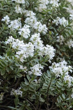 Hebe pinguifolia