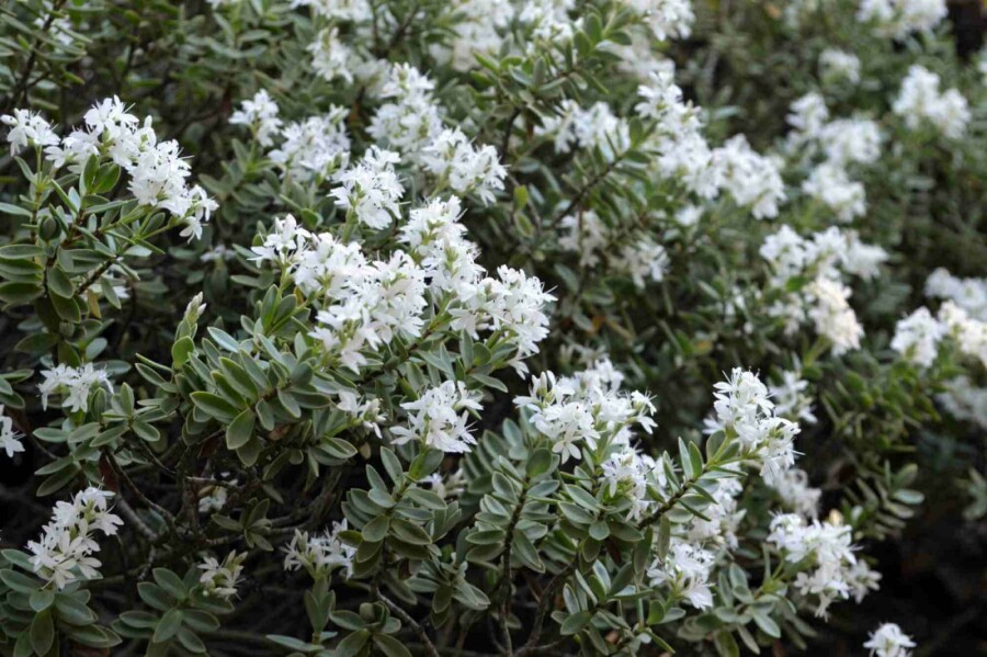 Hebe Hebe pinguifolia struik Hebe pinguifolia struik