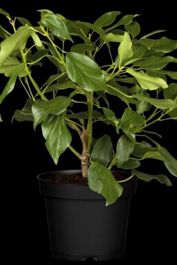 Hedera colchica 'Arborescens'