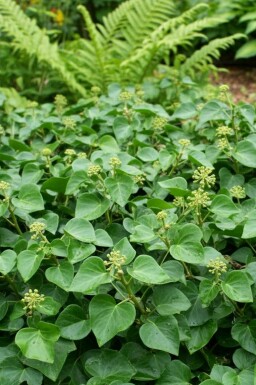 Kleine klimop Hedera helix 'Arbori Compact' struik Hedera helix 'Arbori Compact' struik