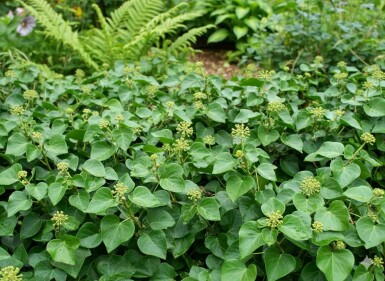 Kleine klimop Hedera helix 'Arbori Compact' struik Hedera helix 'Arbori Compact' struik