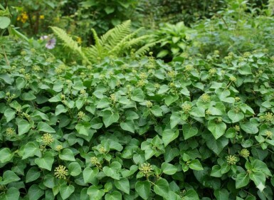 Hedera helix 'Arbori Compact' struik