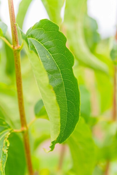 Heptacodium miconioides struik 150-175 cm