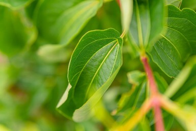 Zevenzonenboom Heptacodium miconioides struik Heptacodium miconioides struik