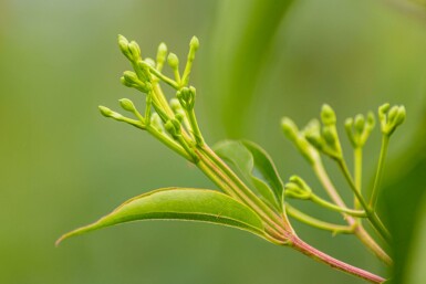 Heptacodium miconioides struik 150-175 cm