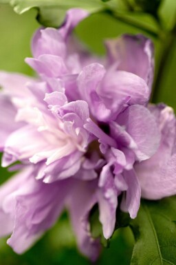 Hibiscus syriacus 'Ardens'
