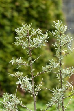 Duindoorn Hippophae rhamnoides struik Hippophae rhamnoides struik