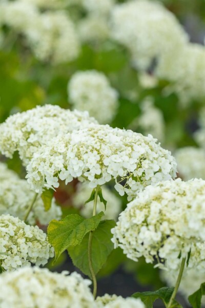 Hortensia Hydrangea ‘Strong Annabelle’ struik Hydrangea ‘Strong Annabelle’ struik