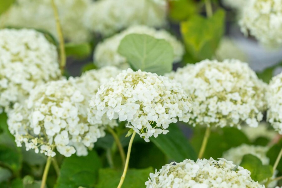 Hortensia Hydrangea ‘Strong Annabelle’ struik Hydrangea ‘Strong Annabelle’ struik