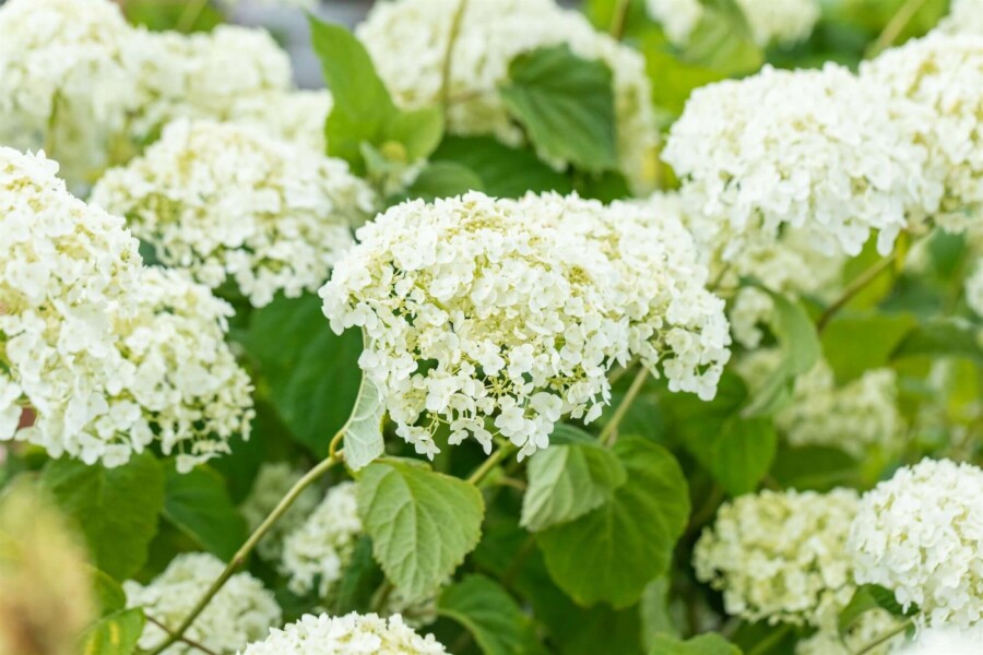 Hortensia Hydrangea ‘Strong Annabelle’ struik Hydrangea ‘Strong Annabelle’ struik