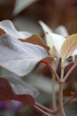 Hydrangea aspera 'Hot Chocolate'