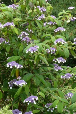 Hydrangea aspera 'Sargentiana'