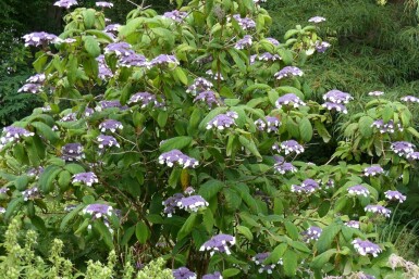 Hydrangea aspera 'Sargentiana'