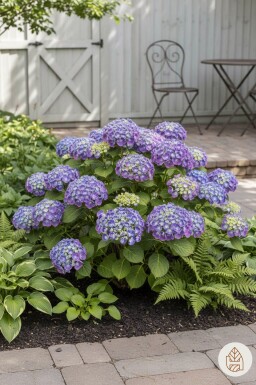 Hydrangea macrophylla 'Ayesha' struik