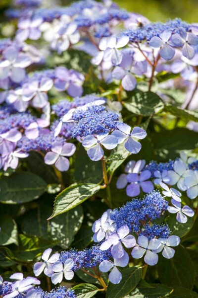 Hydrangea macrophylla 'Bodensee'