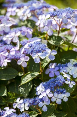 Hydrangea macrophylla 'Bodensee'