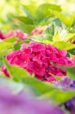 Hydrangea macrophylla 'Bouquet Rose'