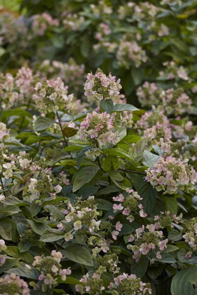 Pluimhortensia Hydrangea paniculata 'Dart's Little Dot' struik Hydrangea paniculata 'Dart's Little Dot' struik