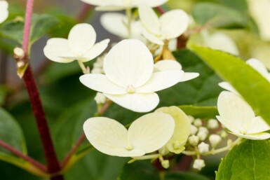 Hydrangea paniculata 'Early Sensation' C3 30-40