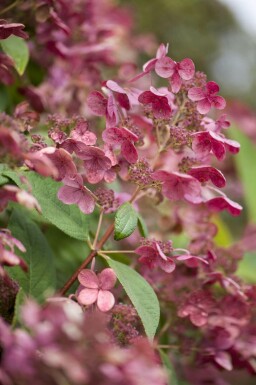 Hydrangea paniculata 'Early Sensation' C3 30-40