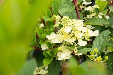 Pluimhortensia Hydrangea paniculata 'Early Sensation' struik 30-40 C3 Hydrangea paniculata 'Early Sensation' struik 30-40 cm