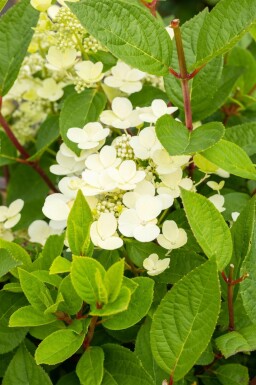 Hydrangea paniculata 'Early Sensation' C3 30-40
