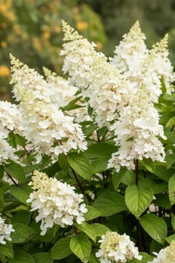 Hydrangea paniculata 'Kyushu' struik