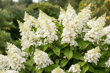 Hydrangea paniculata 'Kyushu' struik