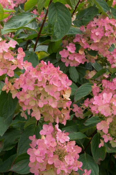 Hydrangea paniculata 'Pink Diamond' C3 30-40