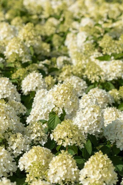Hydrangea paniculata 'Skyfall' struik 40-50 cm
