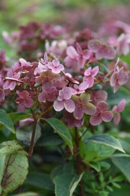 Pluimhortensia Hydrangea paniculata 'Switch Ophelia' struik Hydrangea paniculata 'Switch Ophelia' struik