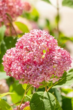 Hortensia Hydrangea 'Pink Annabelle' struik Hydrangea 'Pink Annabelle' struik