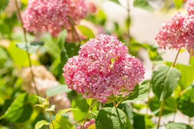Hortensia Hydrangea 'Pink Annabelle' struik Hydrangea 'Pink Annabelle' struik