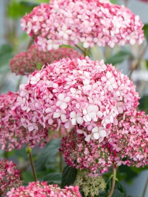 Hydrangea 'Pink Annabelle'