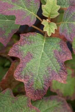 Hydrangea quercifolia 'Burgundy'