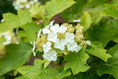 Hydrangea quercifolia 'Ruby Slippers' C3 40-50