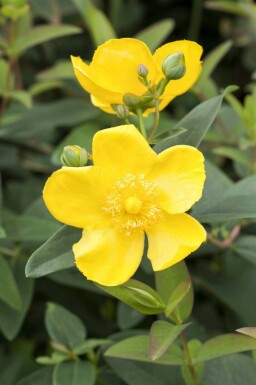 Hertshooi Hypericum 'Hidcote' struik Hypericum 'Hidcote' struik