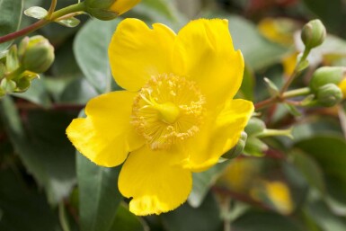Hertshooi Hypericum 'Hidcote' struik Hypericum 'Hidcote' struik