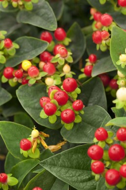 Hertshooi Hypericum 'Miracle Attraction' struik Hypericum 'Miracle Attraction' struik