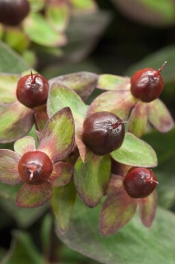 Hypericum 'Miracle Night'