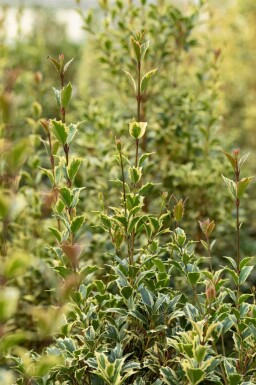 Bonte hulst Ilex aquifolium 'Argentea Marginata' struik Ilex aquifolium 'Argentea Marginata'